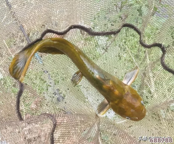 魔兽世界:冬鱿鱼垂钓秘境与必备条件全攻略! 魔兽世界:冬鱿鱼垂钓秘境与必备条件全攻略!