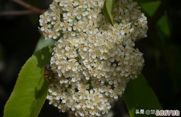 解锁30xx终极挑战：全攻略秘籍