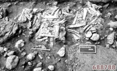 全球珍稀龙骨化石：出处、用途深度剖析及骨头材料获取奥秘大公开！