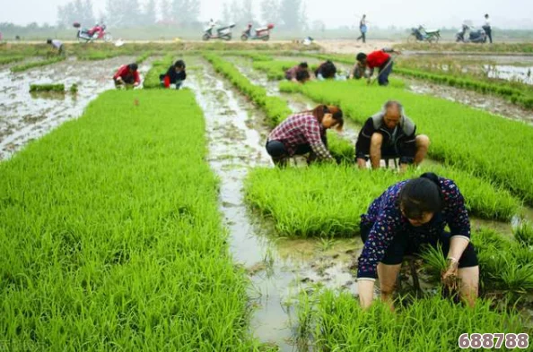 优质JY灌溉系统苏软软：种田大亨的秘密武器，让庄稼疯长的神奇装置