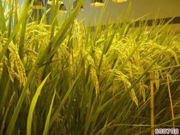 优质JY灌溉系统苏软软：种田大亨的秘密武器，让庄稼疯长的神奇装置