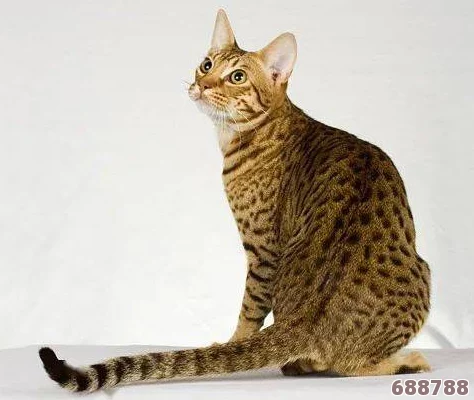 色色猫TV：用户热议的精彩内容与独特体验，带你领略不一样的视觉盛宴与互动乐趣