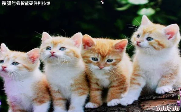 色色猫TV：用户热议的精彩内容与独特体验，带你领略不一样的视觉盛宴与互动乐趣