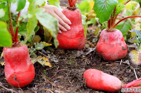 拔萝卜降黄9.1:用户热评揭秘这一特色美食为何颠覆你的味蕾体验与传统印象 拔萝卜降黄9.1:用户热评揭秘这一特色美食为何颠覆你的味蕾体验与传统印象