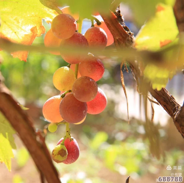 金秋梅荡秋千夹葡萄,风吹叶落谁家小院?红果累累藤蔓绕,悠悠岁月醉芳菲 金秋梅荡秋千夹葡萄,风吹叶落谁家小院?红果累累藤蔓绕,悠悠岁月醉芳菲