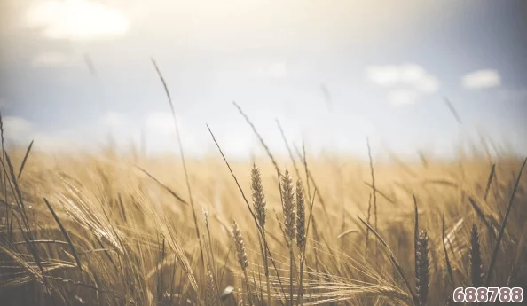 交换朋友麦子2的背景故事揭示了人性深处的复杂情感,网友称其为“心灵成长之旅”的真实写照 交换朋友麦子2的背景故事揭示了人性深处的复杂情感,网友称其为“心灵成长之旅”的真实写照