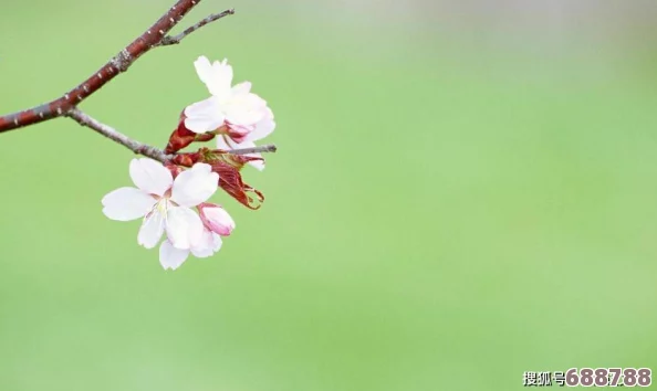 花季传：倾听花开时节的心声与感悟，领悟青春岁月的每一份感动与期待