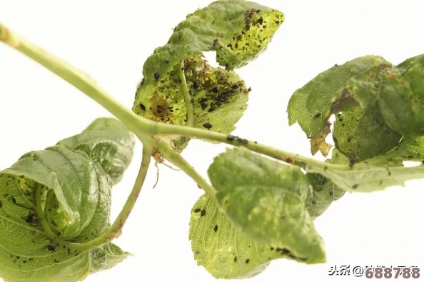 草莓视频汚：用户深度评测与见解，揭示平台潜在问题与改进空间