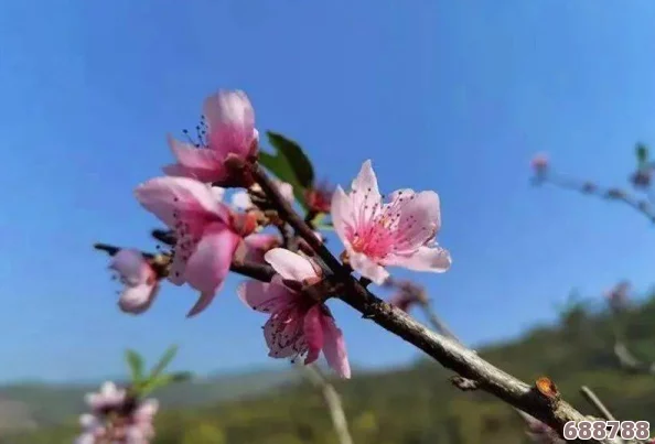 坤坤寒进桃子里嗟嗟免，昌盛春意浓，桃花馥郁映桃园，蔚然成景引人醉