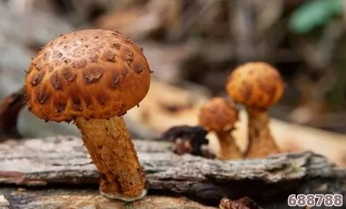 蘑菇黑料爆料事件视频：隐藏在菌菇中的惊天秘密，一触即发的真相风暴