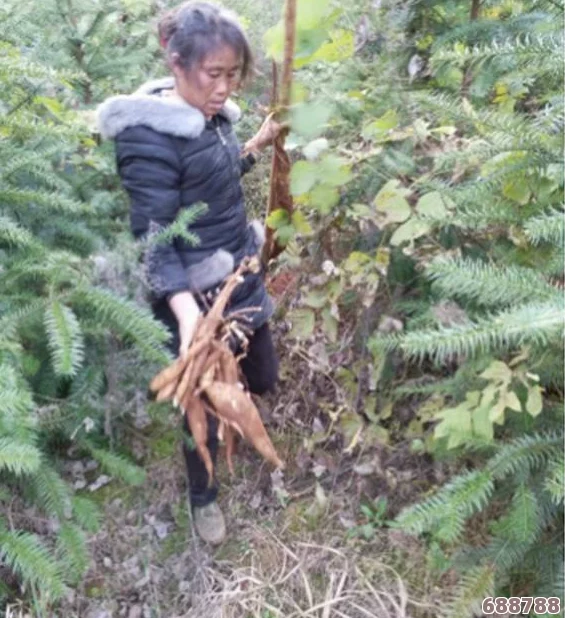丰满多毛的大隂户老太竟在深山老林中发现稀有药草,专家：价值连城!