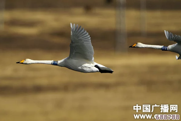 探索自然秘境，搔鸟栖息的神秘之地在哪里？