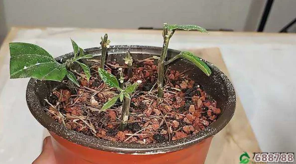 扦插BB有什么好处视频：园艺小白必看！轻松上手绿植繁殖，打造属于你的植物王国