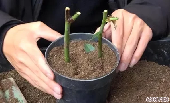扦插BB有什么好处视频:园艺小白必看!轻松上手绿植繁殖,打造属于你的植物王国 扦插BB有什么好处视频:园艺小白必看!轻松上手绿植繁殖,打造属于你的植物王国