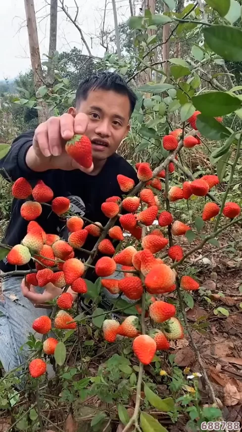 草莓丝瓜巨人：探寻超乎想象的自然奇迹与细腻口感的完美结合之旅