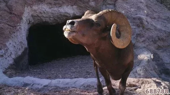 用户评价揭示了ZoomZookeeper动物的独特魅力与实用性，让我们一起探索这款应用的真正价值与乐趣！
