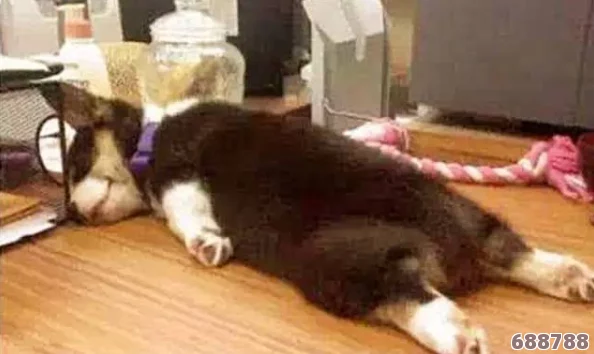 被主人炒坏的小狗小说：当汪星人遇上厨房大冒险，一场香喷喷的误会