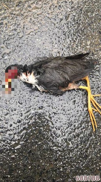 《怪物猎人：崛起》高效捕获秘籍，解锁全新狩猎策略一览！