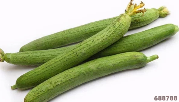 丝瓜Aaa:用户热评揭示其独特风味及健康益处,成为饮食中不可或缺的选择 丝瓜Aaa:用户热评揭示其独特风味及健康益处,成为饮食中不可或缺的选择