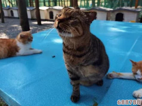 深度解锁CatKiss猫研社：全攻略秘籍，玩转萌宠世界的必备指南！