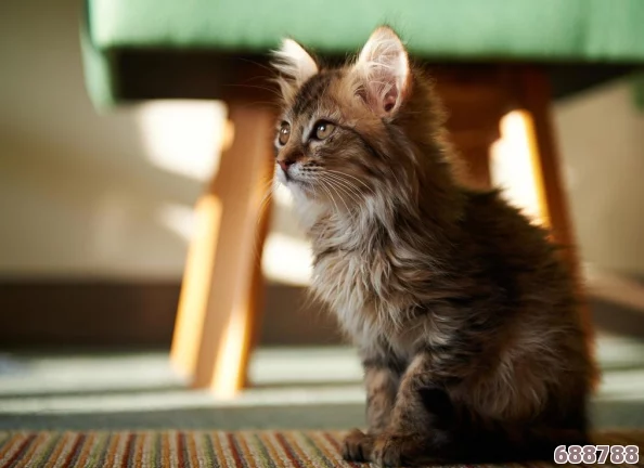 探秘猫咪互动壁纸游戏：沉浸式玩法与趣味内容大