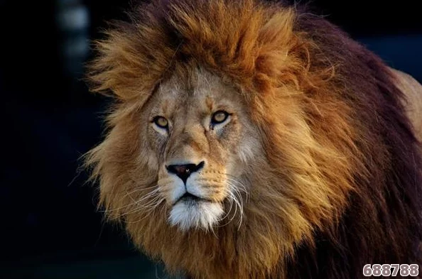 《怪物猎人世界》详尽攻略：解锁猫咪全技能秘籍，图文并茂教学助战力飙升！