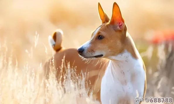 《怪物猎人世界》详尽攻略:解锁猫咪全技能秘籍,图文并茂教学助战力飙升! 《怪物猎人世界》详尽攻略:解锁猫咪全技能秘籍,图文并茂教学助战力飙升!