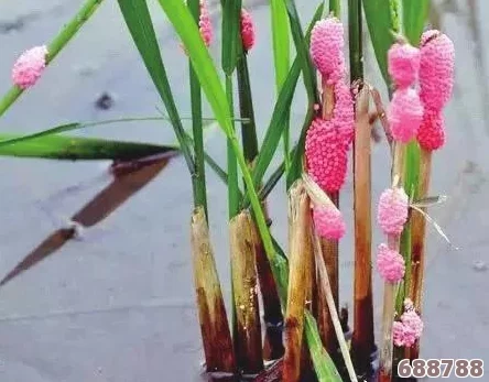 口袋妖怪:岩石系天敌与压制对象全解析! 口袋妖怪:岩石系天敌与压制对象全解析!